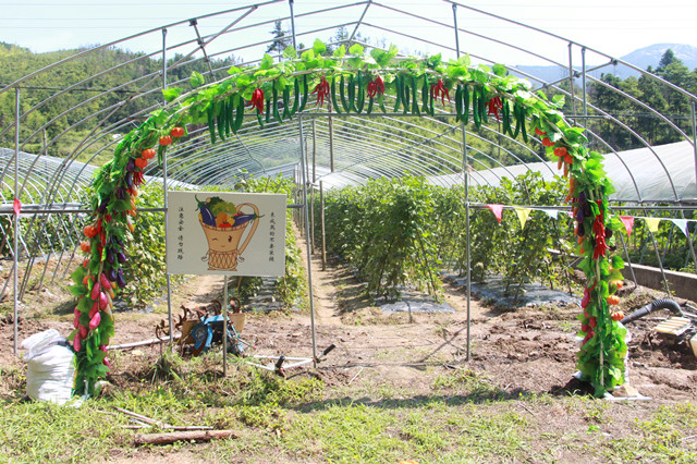 自主動手的高山蔬菜採摘園